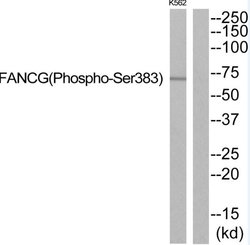 Phospho-FANCG (Ser383) Polyclonal Antibody, Invitrogen 100 &mu;g; Unconjugated:Antibodies,