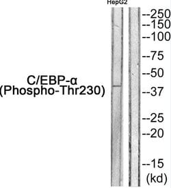 Phospho-C/EBP alpha (Thr230) Polyclonal Antibody, Invitrogen 100 &mu;g;