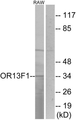 OR13F1 Polyclonal Antibody, Invitrogen 100 &mu;g; Unconjugated:Antibodies,