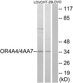 OR4A4/OR4A47 Polyclonal Antibody, Invitrogen 100 &mu;g; Unconjugated:Antibodies,