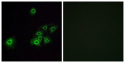 OR4C15 Polyclonal Antibody, Invitrogen 100 μg; Unconjugated:Antibodies,