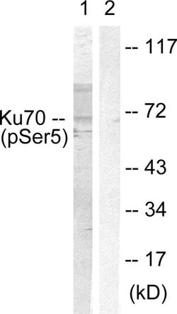 Phospho-Ku70 (Ser5) Polyclonal Antibody, Invitrogen 100 &mu;g; Unconjugated:Antibodies,