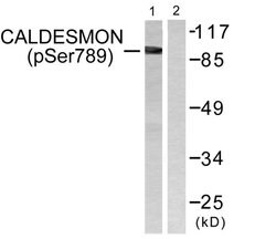 Phospho-Caldesmon (Ser789) Polyclonal Antibody, Invitrogen 100 &mu;g; Unconjugated:Antibodies