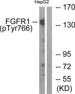 Phospho-FGFR1 (Tyr766) Polyclonal Antibody, Invitrogen 100 &mu;g; Unconjugated:Antibodies,