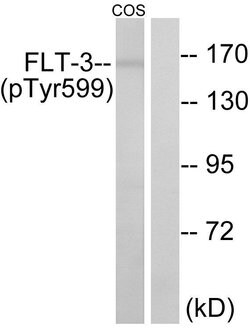 Phospho-FLT3 (Tyr599) Polyclonal Antibody, Invitrogen 100 &mu;g; Unconjugated:Antibodies,