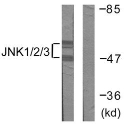 JNK1/JNK2/JNK3 Polyclonal Antibody, Invitrogen 100 &mu;g; Unconjugated:Antibodies,