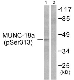 Phospho-MUNC18 (Ser313) Polyclonal Antibody, Invitrogen 100 &mu;g; Unconjugated:Antibodies,