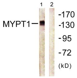 MYPT1 Polyclonal Antibody, Invitrogen 100 &mu;g; Unconjugated:Antibodies,