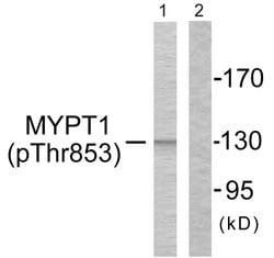 Phospho-MYPT1 (Thr853) Polyclonal Antibody, Invitrogen 100 &mu;g; Unconjugated:Anticorps,