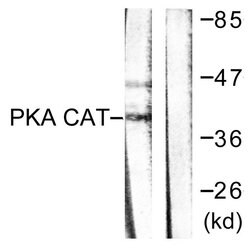 PKA alpha/beta Polyclonal Antibody, Invitrogen 100 &mu;g; Unconjugated:Antibodies,