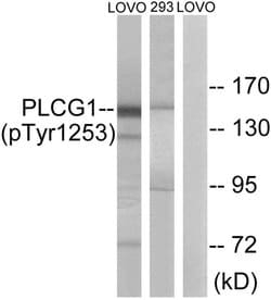 Invitrogen Phospho-PLCG1 (Tyr1253) Polyclonal Antibody 100 &mu;g; Unconjugated:Antibodies,
