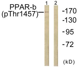 Phospho-TRAP220 (Thr1457) Polyclonal Antibody, Invitrogen 100 &mu;g | Buy Online | Invitrogen | Fisher Scientific