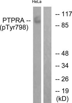 Phospho-PTPRA (Tyr798) Polyclonal Antibody, Invitrogen 100 μg; Unconjugated:Antibodies,