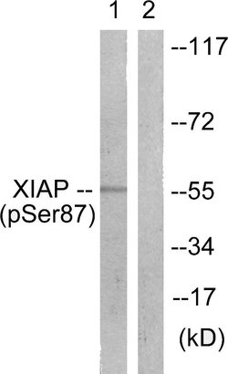 Phospho-XIAP (Ser87) Polyclonal Antibody, Invitrogen 100 &mu;g | Buy Online | Invitrogen | Fisher Scientific