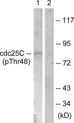 Phospho-Cdc25C (Thr48) Polyclonal Antibody, Invitrogen 100 &mu;g; Unconjugated:Antibodies,