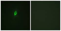 Phospho-eIF4B (Ser422) Polyclonal Antibody, Invitrogen 100 &mu;g; Unconjugated:Antibodies,