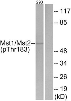 Phospho-MST1/MST2 (Thr183) Polyclonal Antibody, Invitrogen 100 &mu;g; Unconjugated:Antibodies,