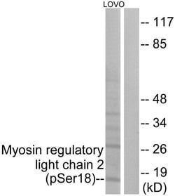 Phospho-MRLC2 (Ser18) Polyclonal Antibody, Invitrogen 100 &mu;g; Unconjugated:Antibodies,