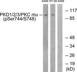 Phospho-PKD1/2/3/PKC mu (Ser738, Ser742) Polyclonal Antibody, Invitrogen