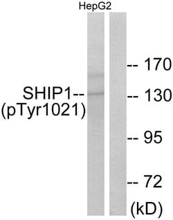 Phospho-SHIP1 (Tyr1021) Polyclonal Antibody, Invitrogen 100 &mu;g; Unconjugated:Antibodies,
