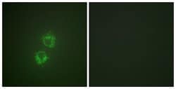Phospho-14-3-3 theta (Ser232) Polyclonal Antibody, Invitrogen 100 &mu;g;