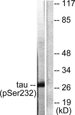 Phospho-14-3-3 theta (Ser232) Polyclonal Antibody, Invitrogen 100 &mu;g;