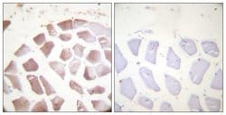 Phospho-Actin alpha/gamma (Tyr53, Tyr55) Polyclonal Antibody, Invitrogen
