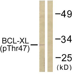 Phospho-Bcl-X (Thr47) Polyclonal Antibody, Invitrogen 100 &mu;g; Unconjugated:Antibodies