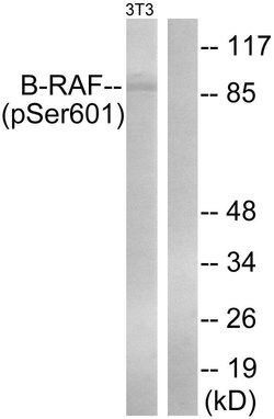 Invitrogen Phospho-B-Raf (Ser602) Polyclonal Antibody 100 &mu;g | Buy Online | Invitrogen&trade; | Fisher Scientific