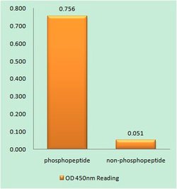 Phospho-RBL1 (Thr369) Polyclonal Antibody, Invitrogen 100 &mu;g; Unconjugated:Antibodies,