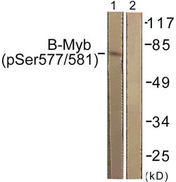 Phospho-B-Myb (Ser577, Ser581) Polyclonal Antibody, Invitrogen 100 &mu;g;