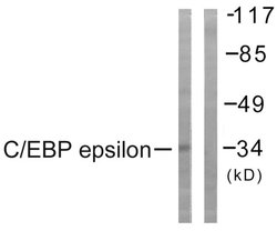 C/EBP epsilon Polyclonal Antibody, Invitrogen 100 &mu;g; Unconjugated:Antibodies,