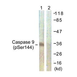 Phospho-Caspase 9 (Ser144) Polyclonal Antibody, Invitrogen 100 &mu;g; Unconjugated:Antibodies,