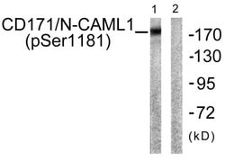 Phospho-CD171 (Ser1181) Polyclonal Antibody, Invitrogen 100 &mu;g; Unconjugated:Antibodies,