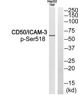 Phospho-ICAM-3 (Ser518) Polyclonal Antibody, Invitrogen 100 &mu;g; Unconjugated:Anticuerpos