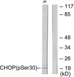 Phospho-CHOP (Ser30) Polyclonal Antibody, Invitrogen 100 &mu;g; Unconjugated:Antibodies,