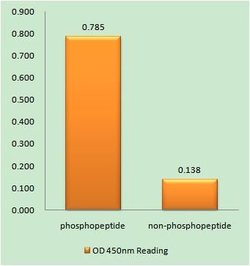 Phospho-53BP1 (Ser25) Polyclonal Antibody, Invitrogen 100 &mu;g; Unconjugated:Antibodies,