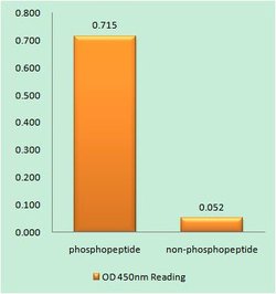 Phospho-DNA-PK (Ser2056) Polyclonal Antibody, Invitrogen 100 &mu;g; Unconjugated:Antibodies,