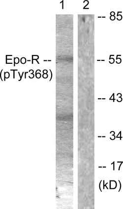 Phospho-EpoR (Tyr368) Polyclonal Antibody, Invitrogen 100 &mu;g; Unconjugated:Antibodies,