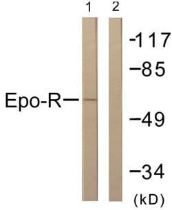EpoR Polyclonal Antibody, Invitrogen 100 &mu;g; Unconjugated:Antibodies,