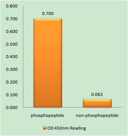 Phospho-FAS (Tyr291) Polyclonal Antibody, Invitrogen 100 &mu;g; Unconjugated:Antibodies,