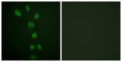 Phospho-GATA4 (Ser105) Polyclonal Antibody, Invitrogen 100 &mu;g; Unconjugated:Antibodies,