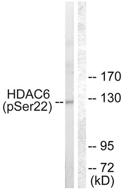 Phospho-HDAC6 (Ser22) Polyclonal Antibody, Invitrogen 100 &mu;g; Unconjugated:Antibodies,