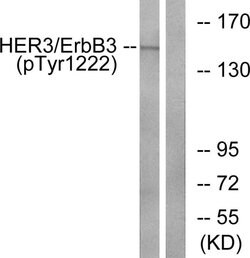 Phospho-ErbB3 (Tyr1222) Polyclonal Antibody, Invitrogen 100 &mu;g; Unconjugated:Antibodies,