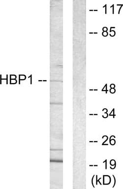 HBP1 Polyclonal Antibody, Invitrogen 100 &mu;g; Unconjugated:Antibodies,