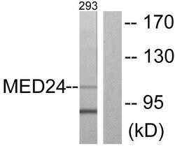 THRAP4 Polyclonal Antibody, Invitrogen 100 &mu;g; Unconjugated:Antibodies,