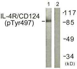 Invitrogen Phospho-IL4R (Tyr497) Polyclonal Antibody 100 &mu;g; Unconjugated:Antibodies,