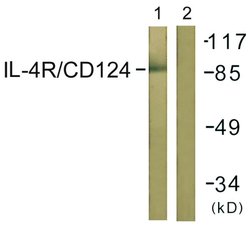 IL4R Polyclonal Antibody, Invitrogen 100 &mu;g; Unconjugated:Antibodies,