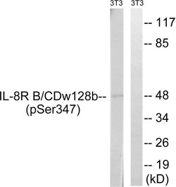 Phospho-CXCR2 (Ser347) Polyclonal Antibody, Invitrogen 100 &mu;g; Unconjugated:Antibodies