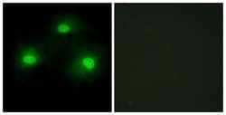Invitrogen PKIA Polyclonal Antibody 100 &mu;g; Unconjugated:Antibodies,